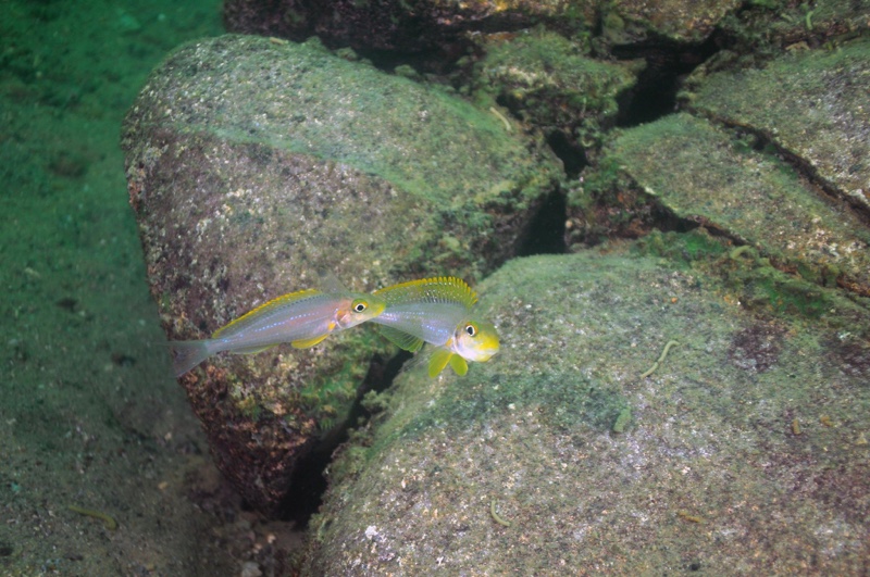 Xenotilapia sp. 'papilio sunflower' Kasanga